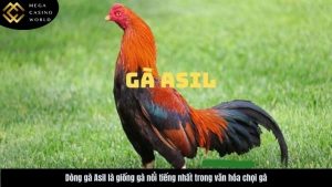 dong-ga-asil