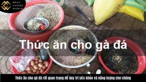 thuc-an-cho-ga-da